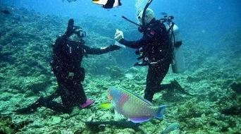 枫丹剧情最新爆料潜水,揭秘神秘潜水生成背后的奇幻世界 第2张 枫丹剧情最新爆料潜水,揭秘神秘潜水生成背后的奇幻世界 第2张